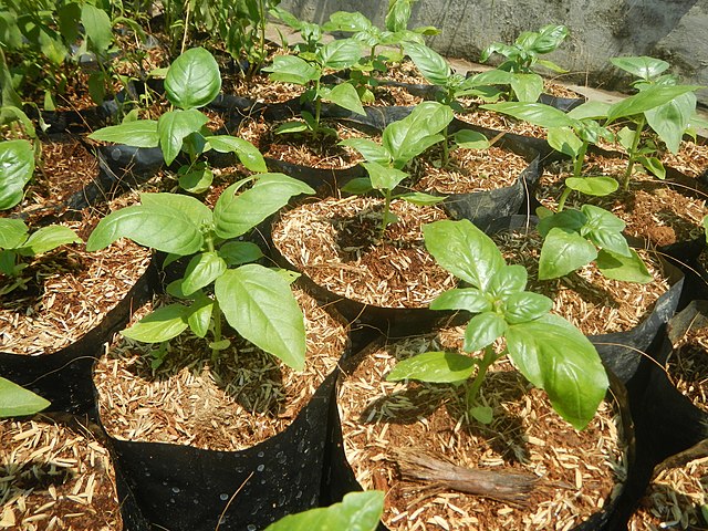 A Grower’s Invitation for the Cultivation, Harvesting and Drying of Medicinal Herbs Medicine (Audio)