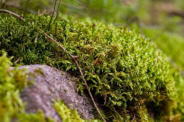 Earth’s Blanket, The World of Mosses (Audio)