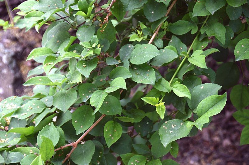 Wen Bing Epidemic Diseases (Audio)