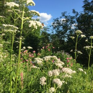 Betzy Bancroft herbs