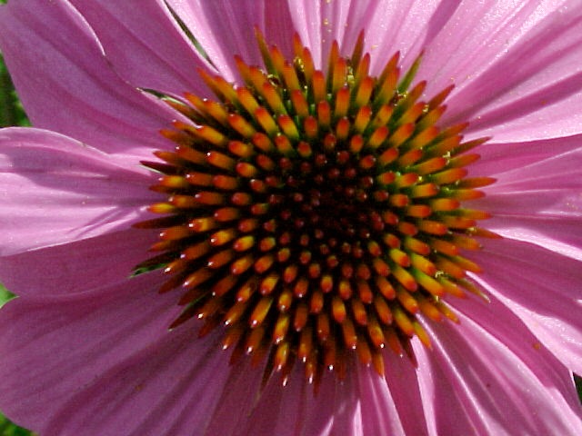 Treating Late Stage Lyme Disease: Western Herbs and Chinese Medicine