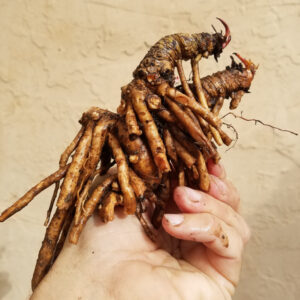 yerba mansa root