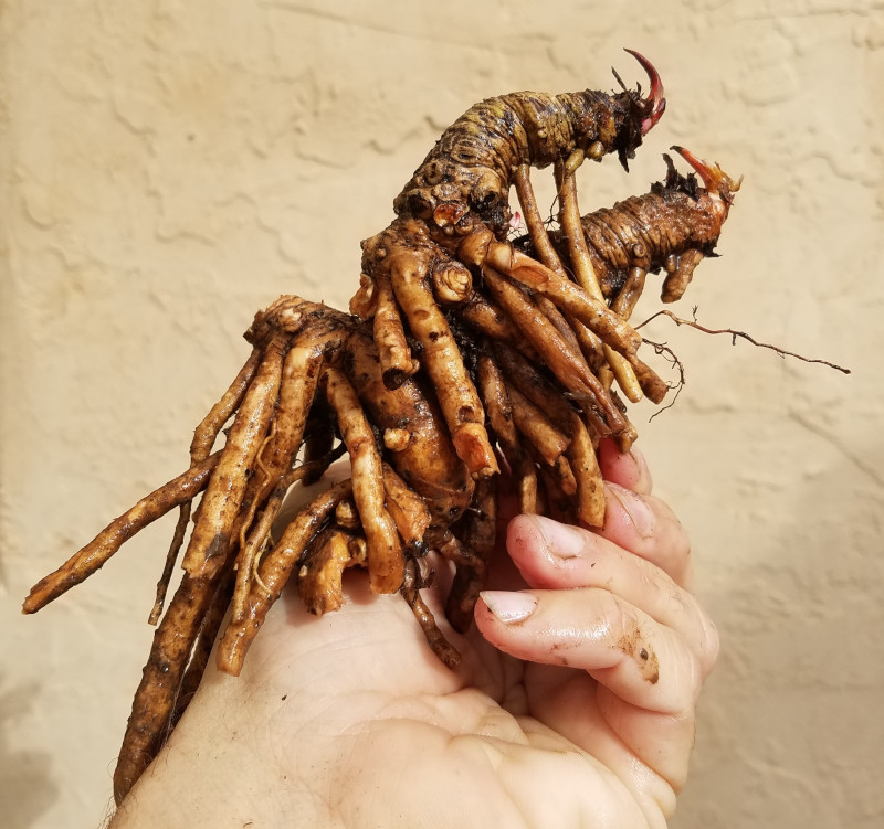 Yerba Mansa, Myth and the Dark Goddess