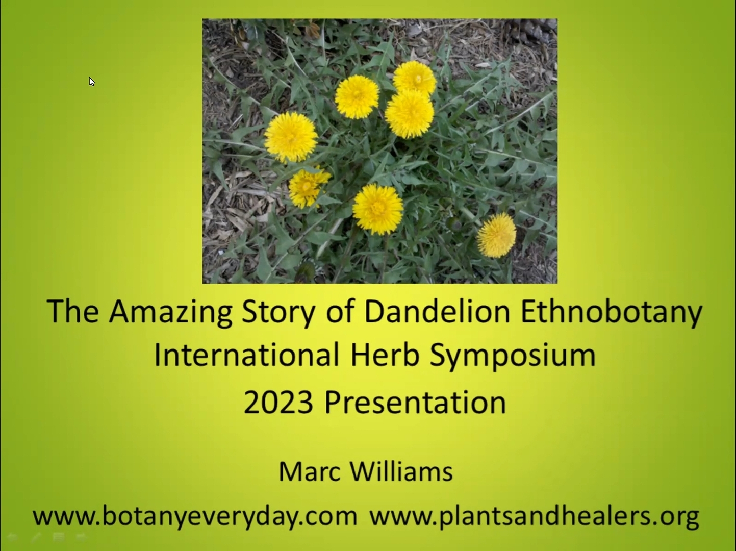 The Amazing Story of Dandelion Ethnobotany
