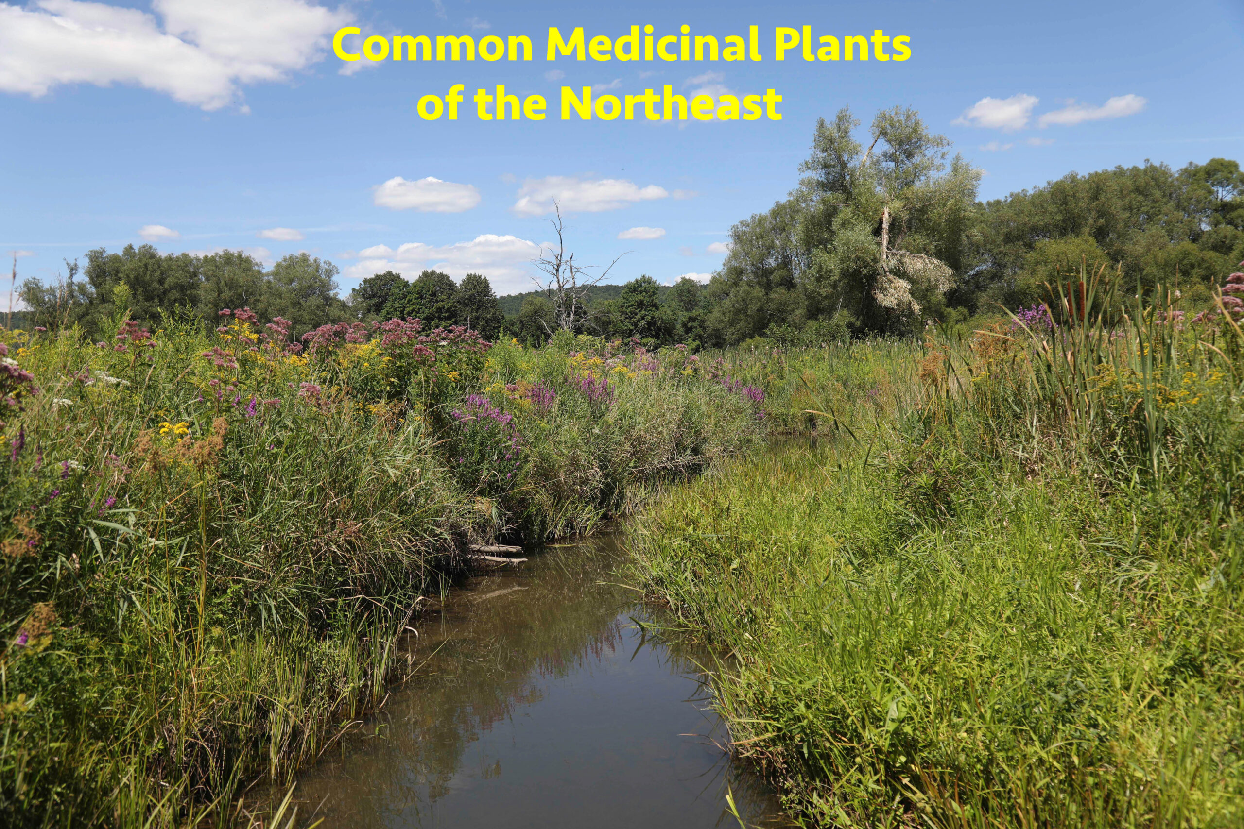 Common Medicinal Plants of the Northeast