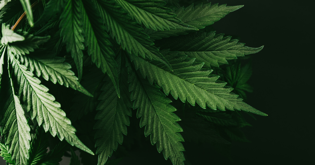 Integrating Cannabis or Hemp into Your Herbal Business