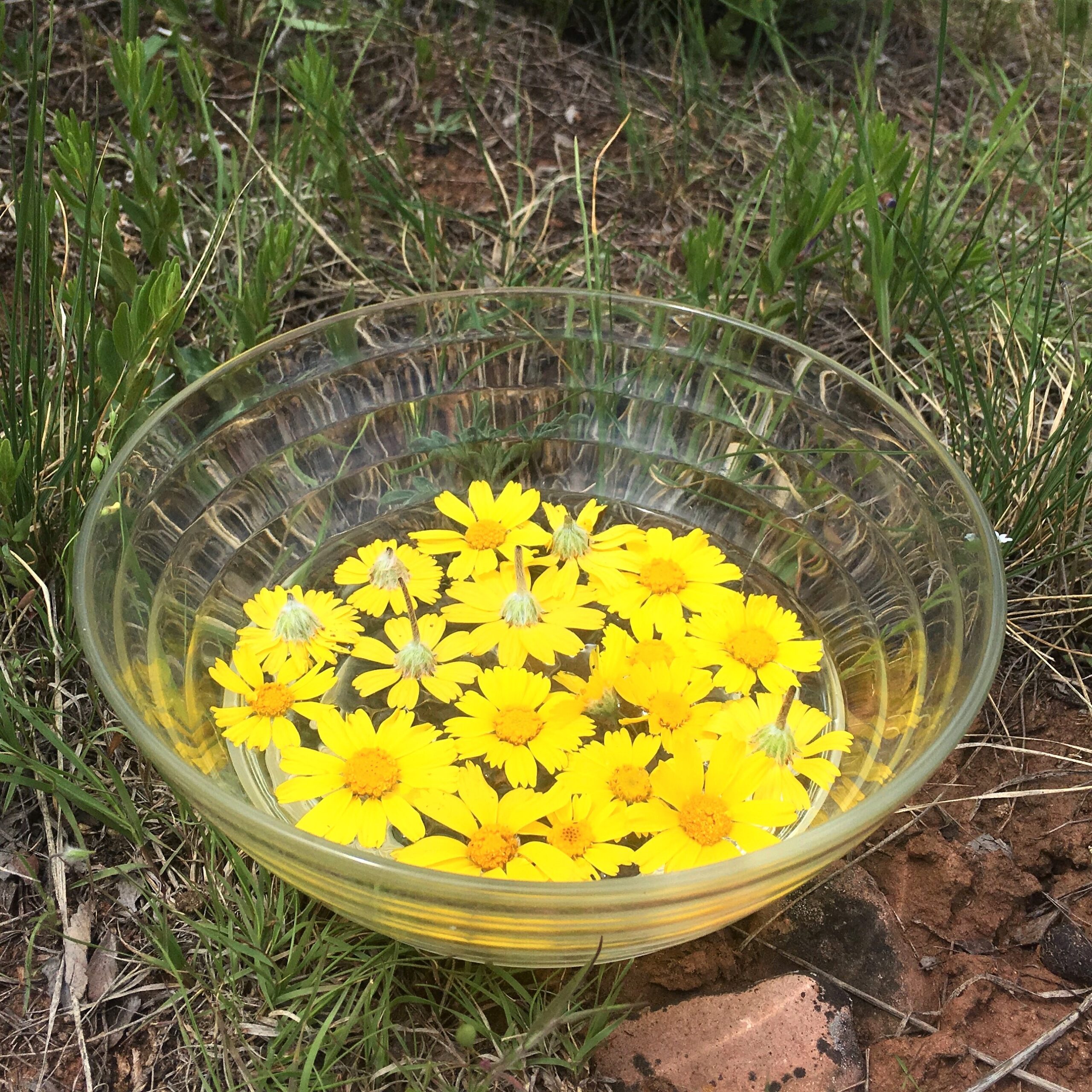 Fairy Magic for Emotional Trauma