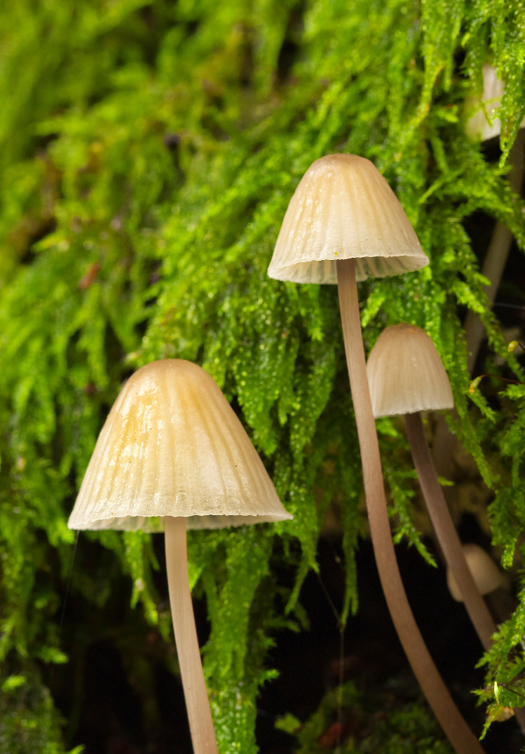 Microdosing with Plant Medicines: When Less is More