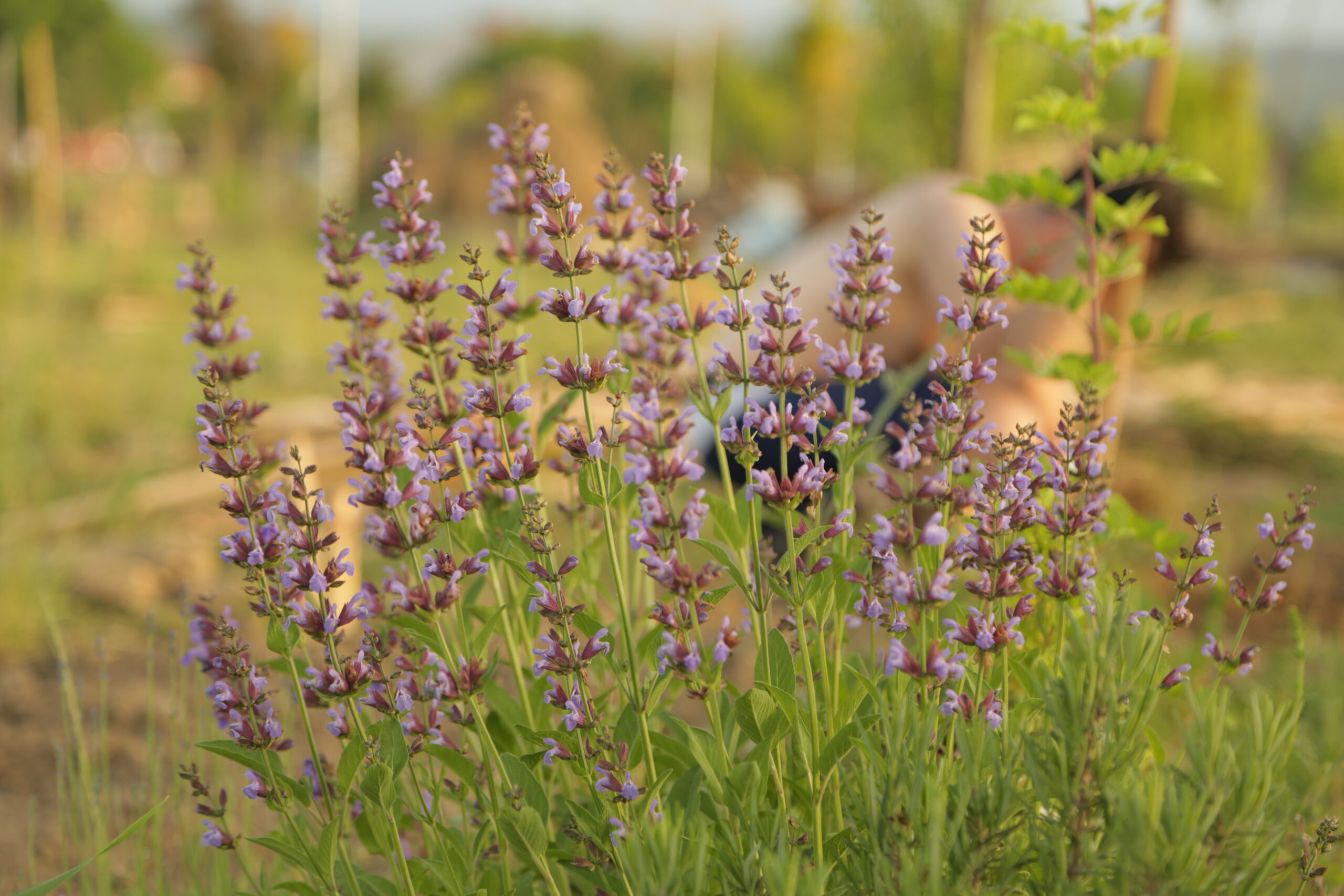 HEALTH & Healing from the Garden