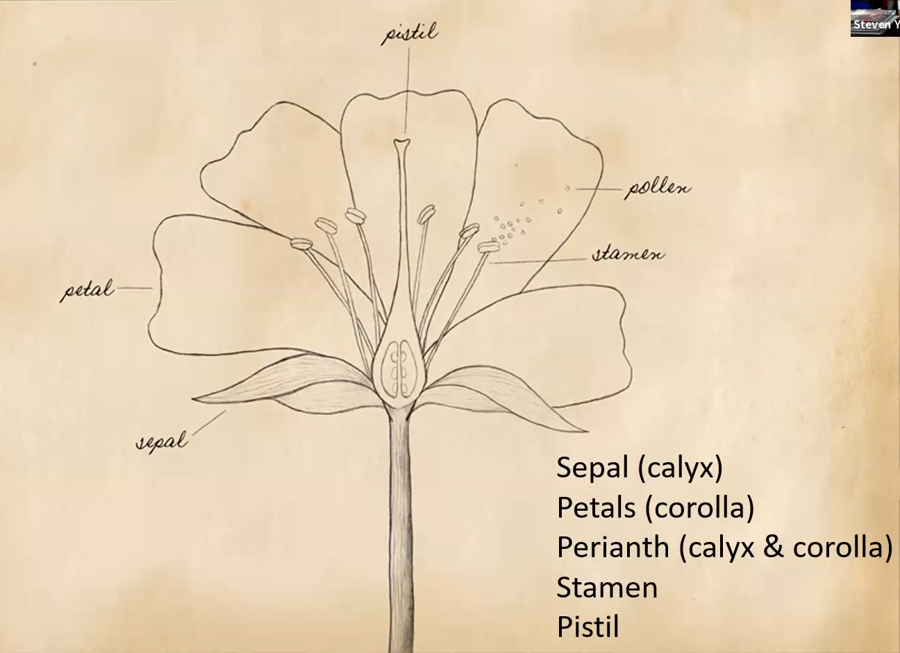 Botanically Speaking