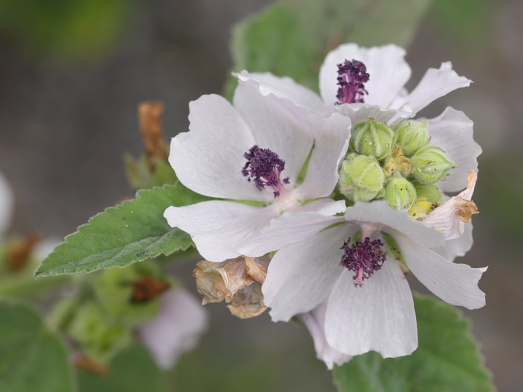Energetic Herbalism: Understanding the Elements of Plants and Humans for Health