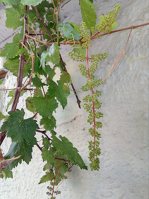 Til the Last Drop: Herbal Wine in Ancient Greece