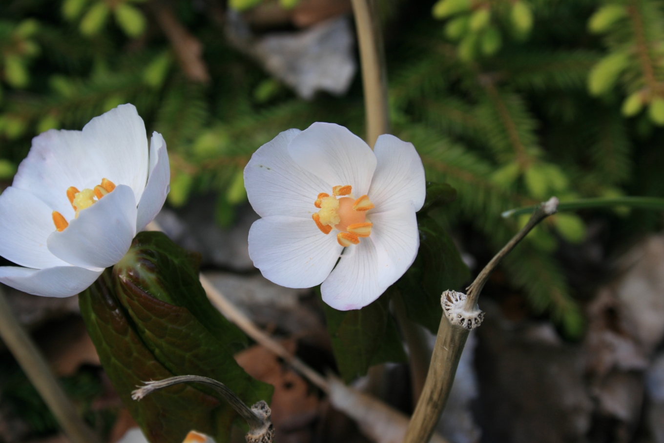 Edible Wild Plant Walk