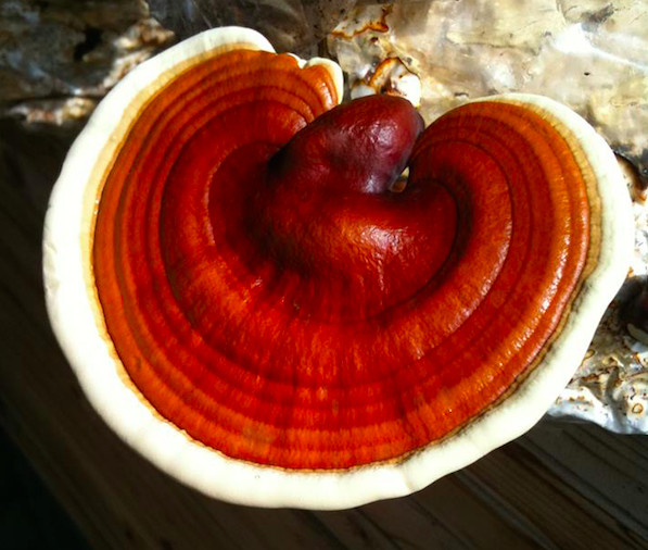 Herbs and Mushrooms for the Veterinary Cancer Patient