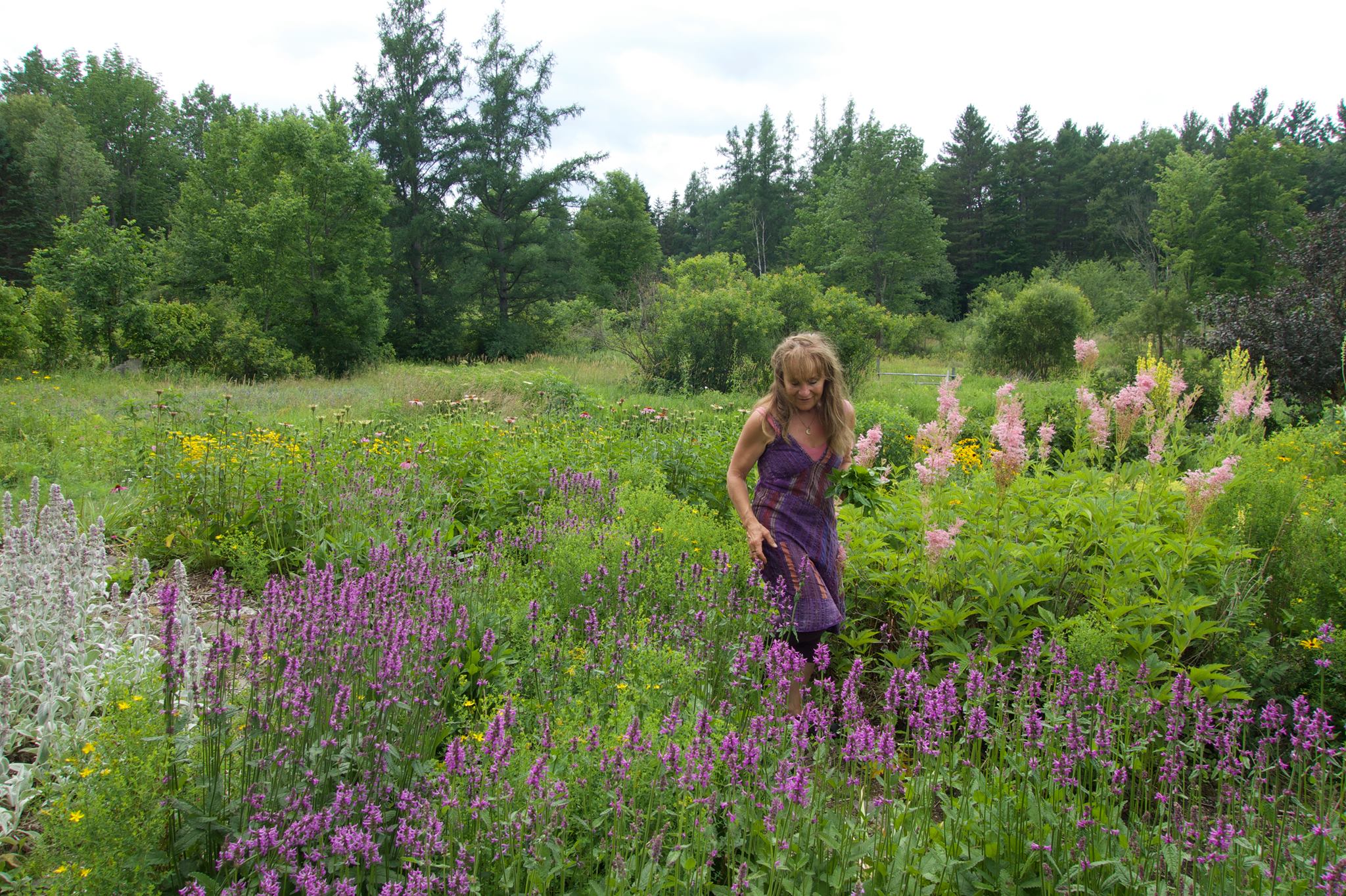 Growing Medicinal Herbs on Your Small Farm or Garden