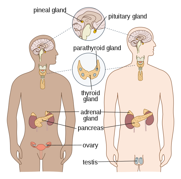 Restoring the Adrenal 24-hour Cycle and Enhancing Neuroendocrine Health with Herbs (Audio)