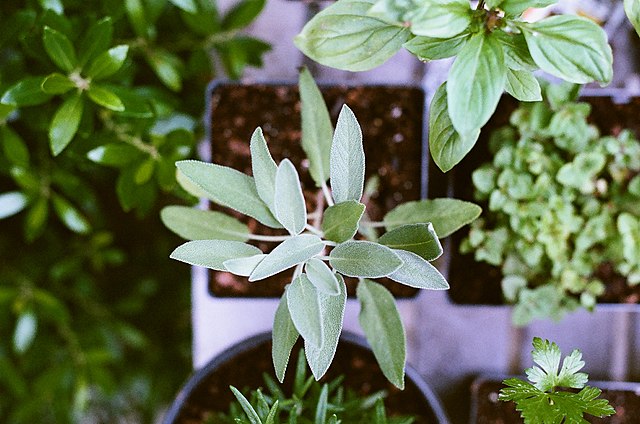 Building our Independence; Most Useful Herbs You Can Grow, Transform and Use (Audio)
