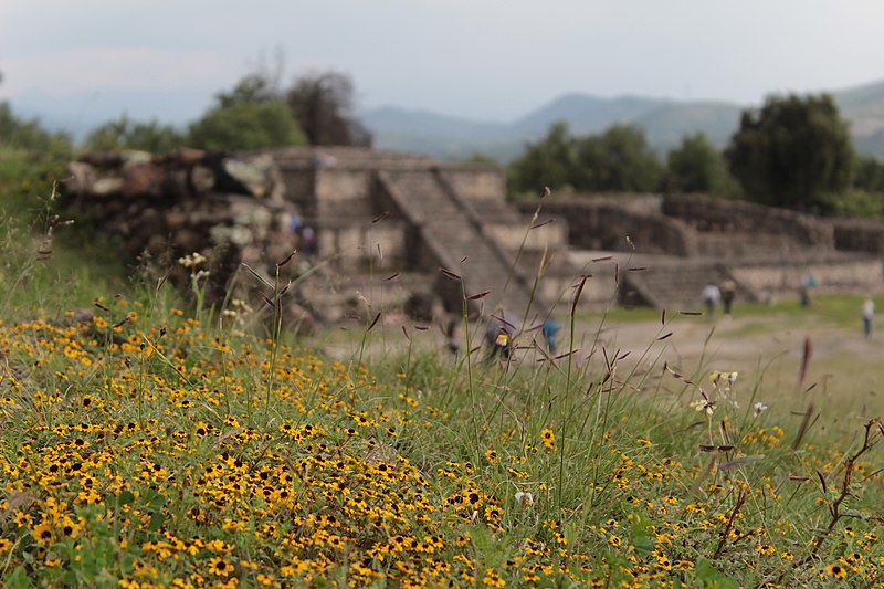 Mexica Herbology Past, Present and Future (Audio)