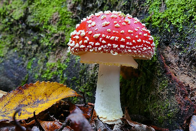 Mushroom Spirit Medicine (Audio)