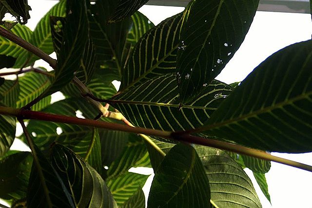 The Benefits of Ayahuasca as a Plant Medicine; Social Tea and Shamanic Preparations (Audio)