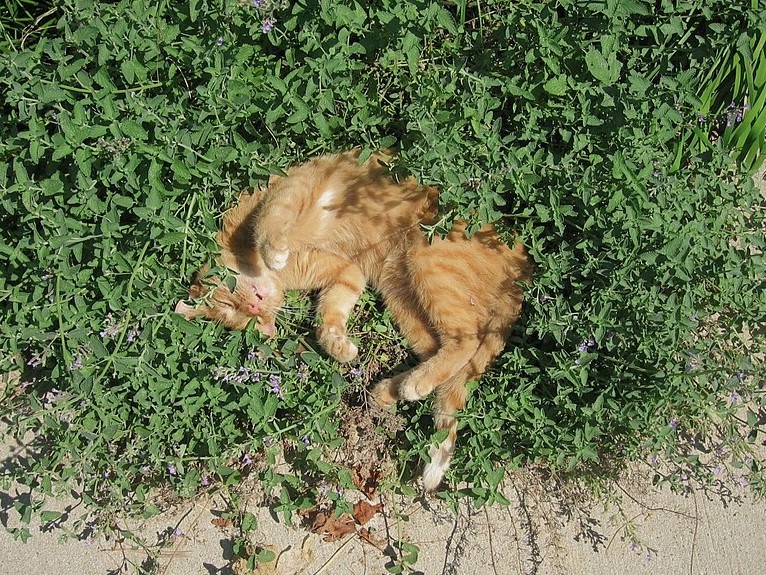 The ABCs of Veterinary Botanical Medicine (Audio)