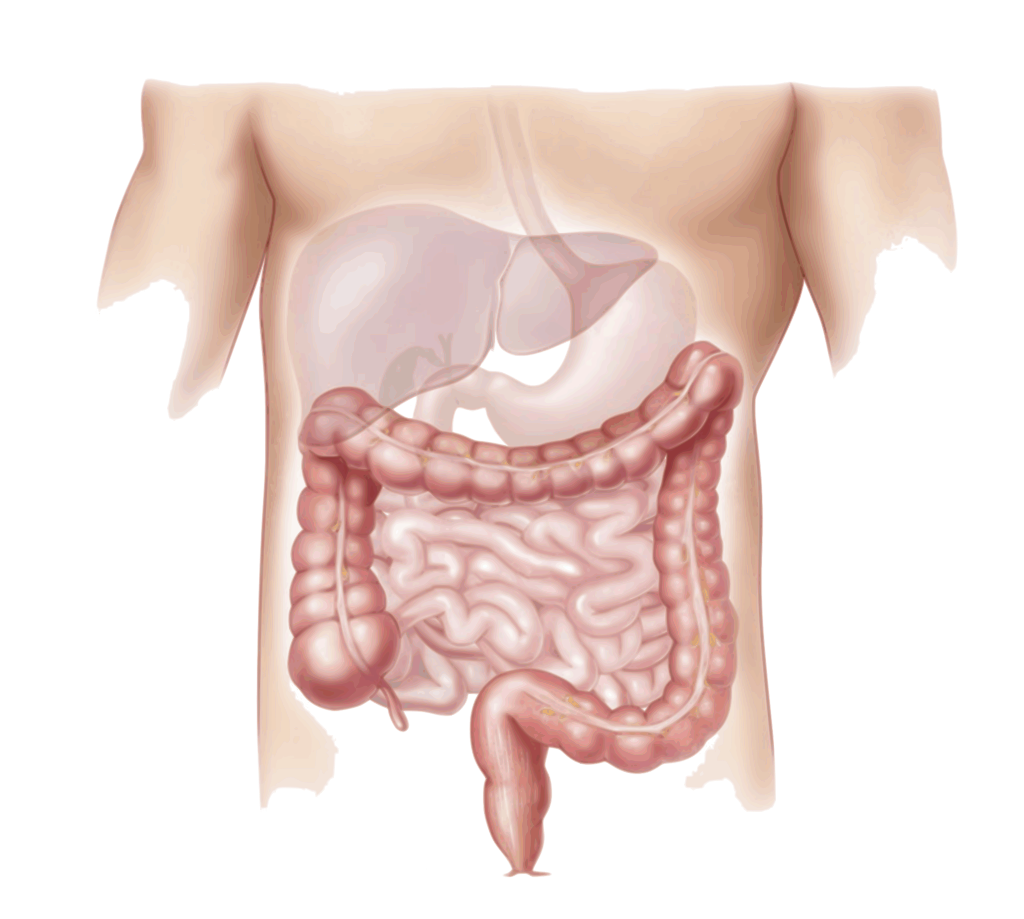 Plants for Digestive and Neurological Health (Audio)