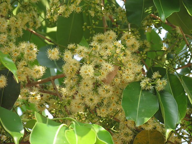 Cultural and Modern Uses for the Polynesian Herb Noni Morinda citrifolia and the Use of Java Plum (Audio)