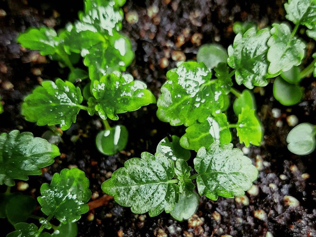 Herbal First Aid for the Practicing Herbalist (Audio)