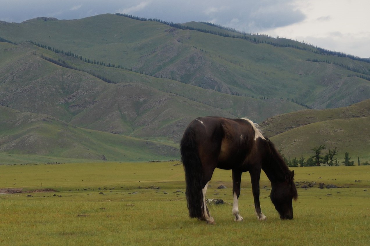 Lyme Disease in the Equine (Audio)