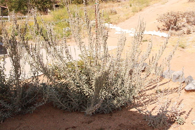Sacred Conservation; Osha, Sandalwood and White Sage (Audio)
