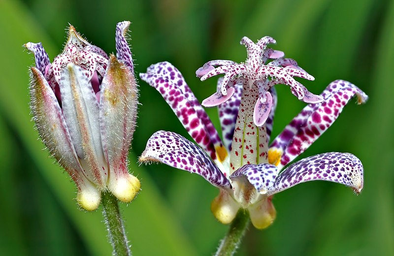 Botanical Terminology (Audio)