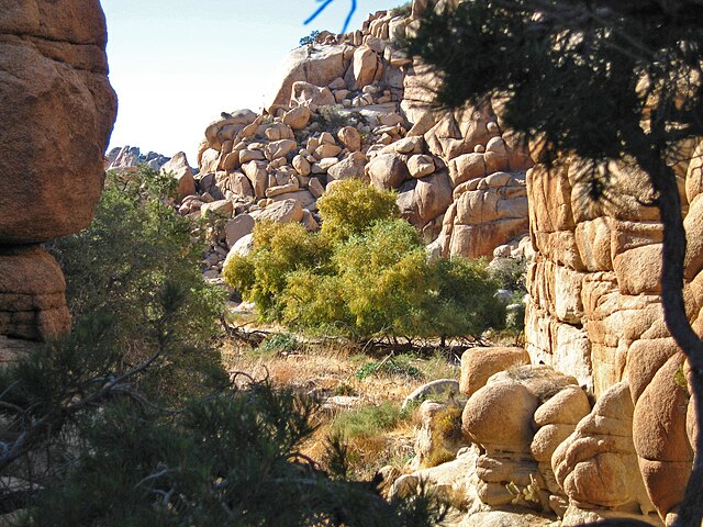 Delights of Diversity, Medicinal Trees on the Landscape; Zero Medicine Miles (Audio)