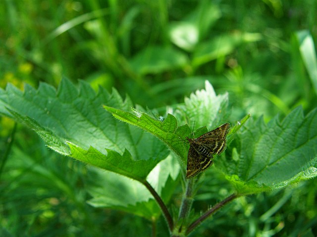Plants and the Mythic Imagination (Audio)